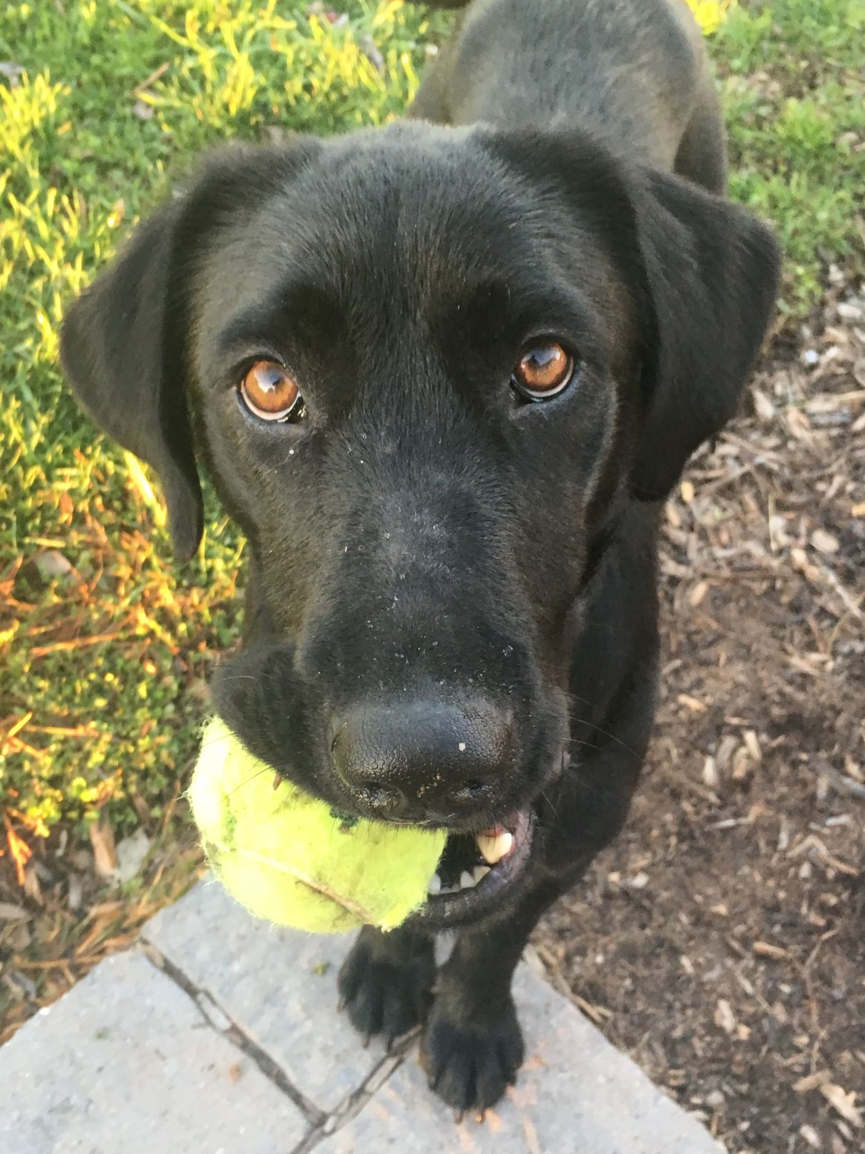 Lab Rescue - Tennis ball.JPG